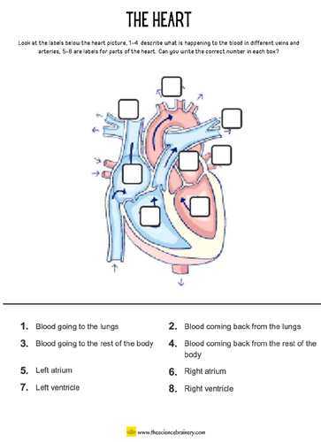 label-the-heart-worksheet-answers