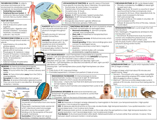 Biopsychology knowledge organiser | Teaching Resources