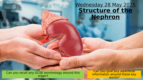 16.5 Control of Blood Water Potential Nephron Structure