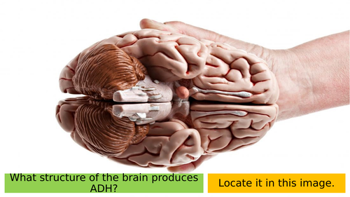 16.7 Role of Hormones in Osmoregulation