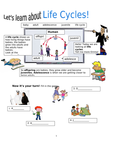 Living Things! Human Life Cycle