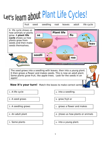 Living Things! Plant Life Cycles