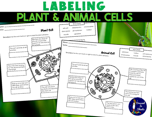 Labeling Plant and Animal Cells | Teaching Resources