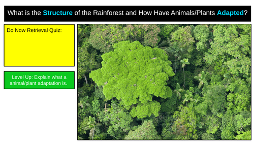 Rainforest Structure