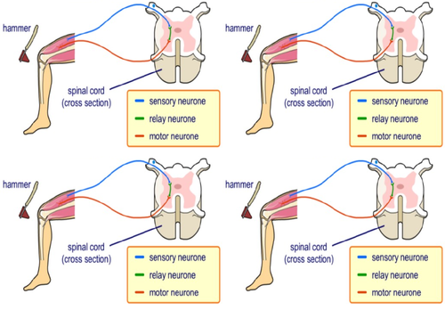 AQA GCSE Biology (9-1) B10.3 Reflex actions FULL LESSON