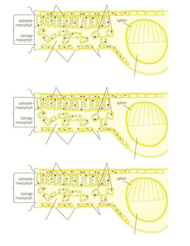 AQA GCSE B4.6 and B4.7 Tissue and organs in plants