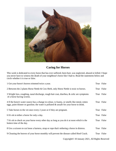 caring for horses worksheet teaching resources