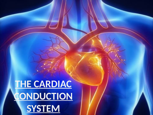 A-Level PE - The Cardiovascular System (Lesson 2 - The Cardiac Conduction System Part 1