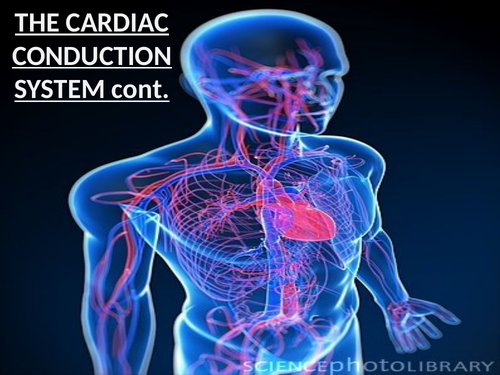 A-Level PE - The Cardiovascular System (Lesson 3 - The Cardiac Conduction System Part 2