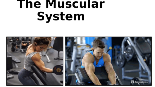 Edexcel GCSE PE Muscular System Lesson