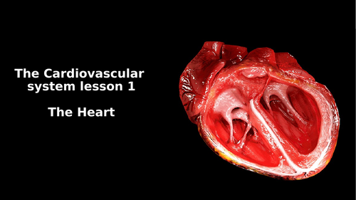 Edexcel GCSE PE Cardiovascular System Lesson