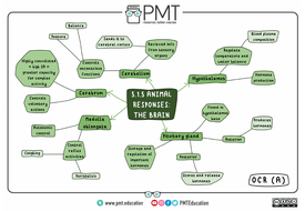 OCR (A) A-level Biology Mindmaps | Teaching Resources