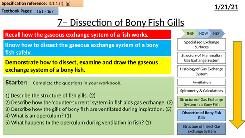 Dissection and Histology of Bony Fish Gills | Teaching Resources