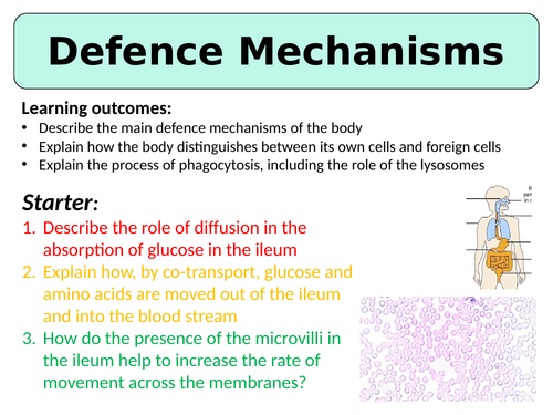 NEW (2016) AQA AS-Level Biology – Defence Mechanisms & Phagocytosis ...