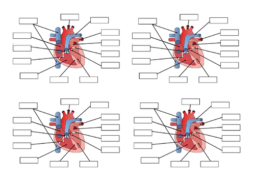 GCSE PE Cardiovascular and Respiratory Systems | Teaching Resources