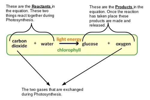 photosynthesis equation in word form