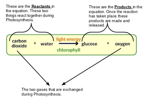 complete the word equation for photosynthesis