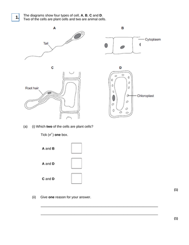 AQA GCSE Biology (9-1) B1.5 Specialisation in plant cells FULL LESSON ...