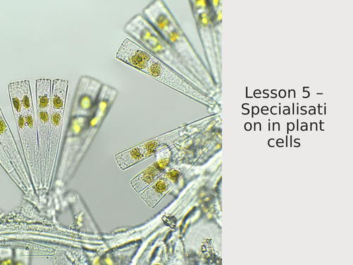 AQA GCSE Biology (9-1) B1.5 Specialisation in plant cells FULL LESSON ...