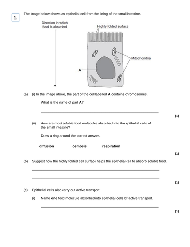 AQA GCSE Biology (9-1) B1.9 Active transport FULL LESSON | Teaching ...