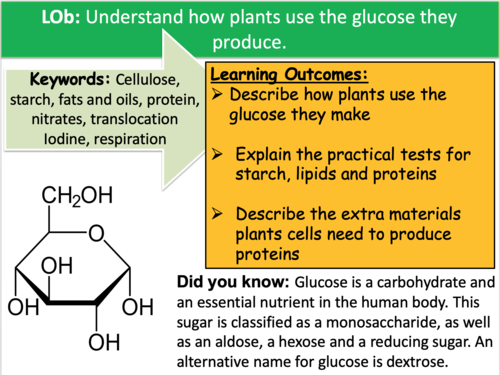 How Plants Use Glucose | Teaching Resources