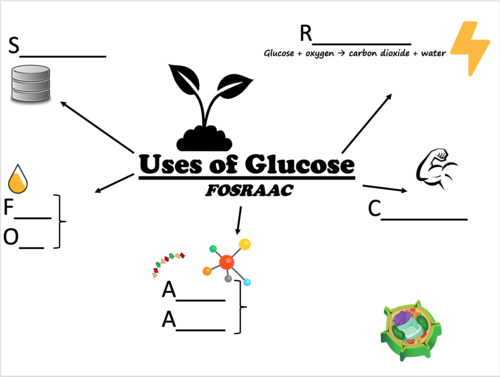 How Plants Use Glucose Teaching Resources 0548