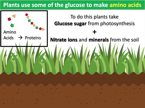 How Plants Use Glucose | Teaching Resources