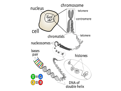 AQA A Level DNA and Protein synthesis | Teaching Resources