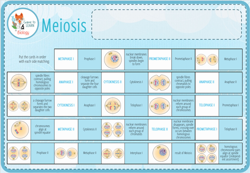 Meiosis - Digital Loop Game (KS4/5) | Teaching Resources