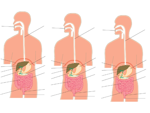 AQA GCSE Biology (9-1) B3.2 The human digestive system FULL LESSON