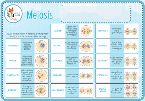 Meiosis Digital Card Sort Ks45 Teaching Resources