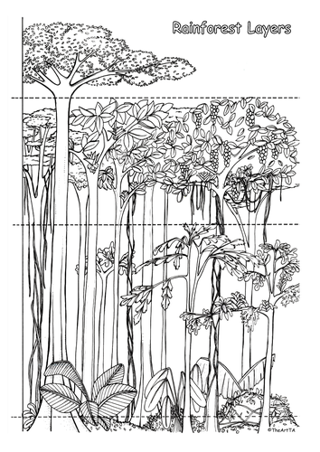 Rainforest Layers Worksheet Amazon Teaching Resources 4099