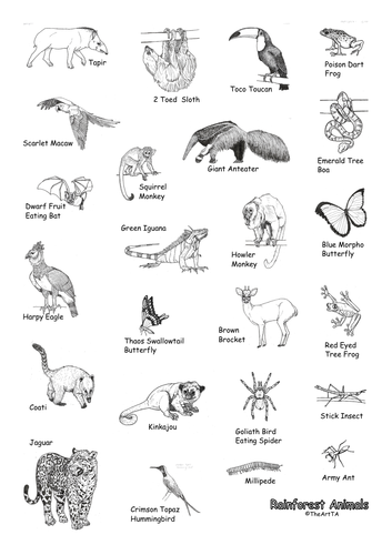 Rainforest Layers Worksheet (Amazon) | Teaching Resources