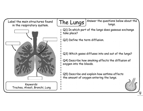 Gcse Biology - The Lungs Worksheets 