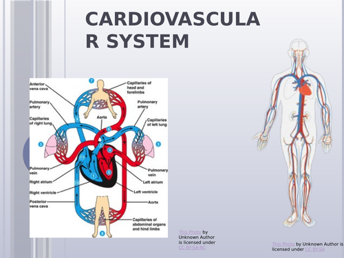 AQA GCSE PE CARDIOVASCULAR SYSTEM POWERPOINT AND WORKBOOK | Teaching ...