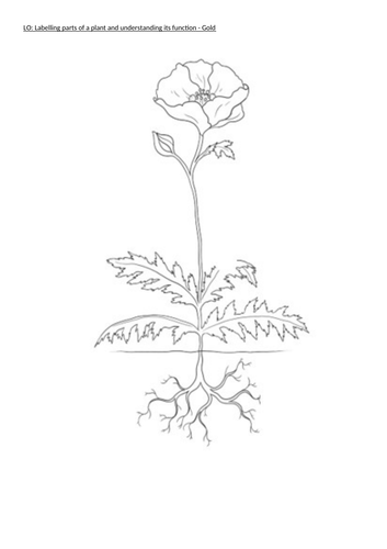 Parts of a plant and their functions/roles