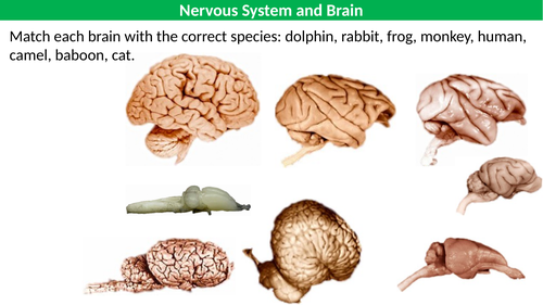 Animal Responses - Mammalian Nervous System and The Brain | Teaching  Resources