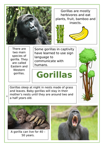 Gorilla - Anthony Browne | Teaching Resources