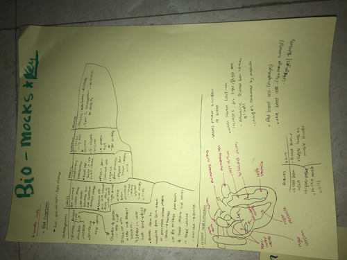 Animal Physiology Biology IGCSE Edexcel | Teaching Resources