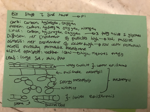 Plant Physiology Biology IGCSE Edexcel