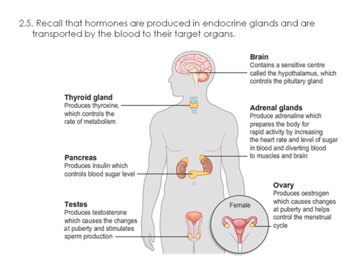 AQA GCSE Hormonal Control | Teaching Resources