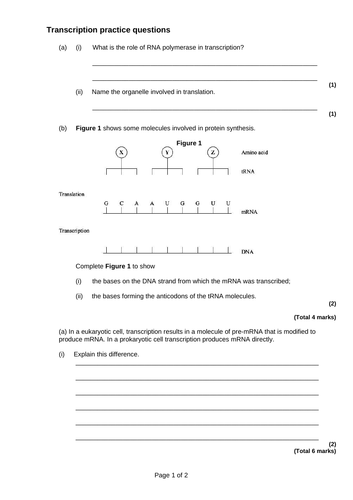 3.4.1, 3.4.2 AQA genetic code and protein synthesis summary exam ...