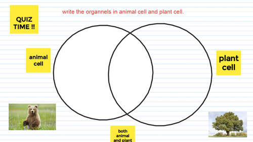 Animal cell and Plant cell / Flash card and worksheet year 7-10 | Teaching  Resources