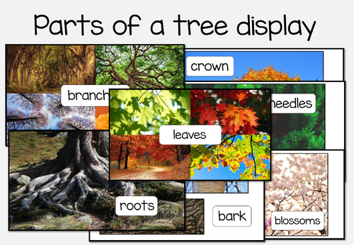 Parts of a tree display KS1 science | Teaching Resources