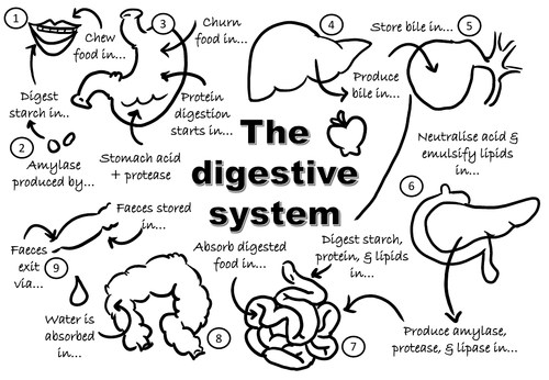 Digestive system revision - colouring | Teaching Resources