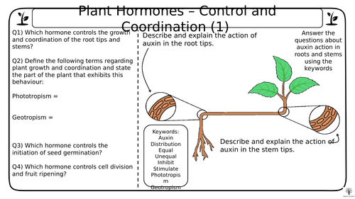 plant-hormones-and-uses-triple-gcse-biology-worksheets-teaching