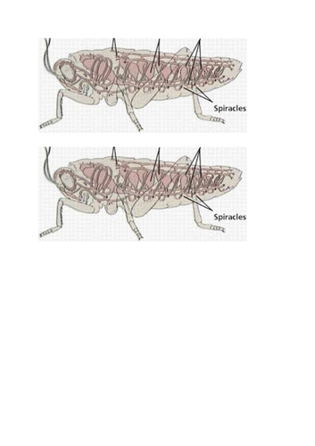 Gas exchange in insects