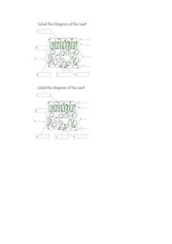 Photosynthesis and the adaptations of the leaf | Teaching Resources