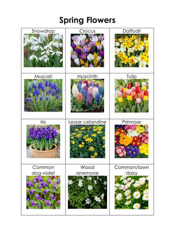Spring flowers | Teaching Resources