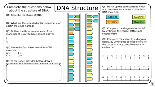 dna structure diagram worksheet